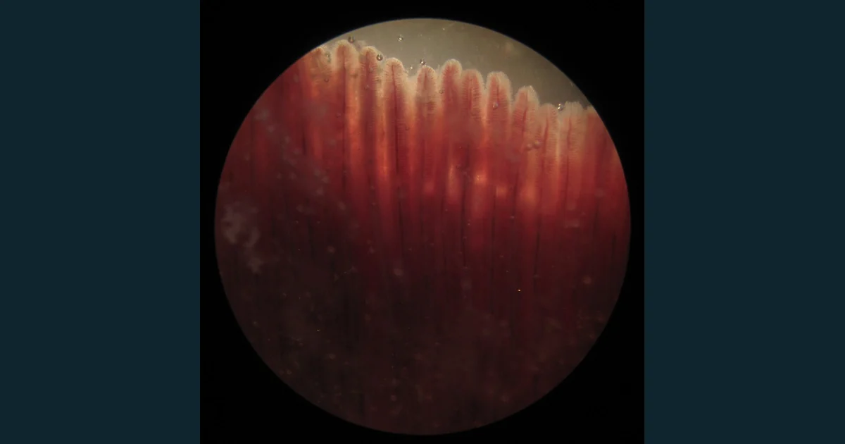 Preparat microscopic de branhie de caras cu structuri lamelare repetate