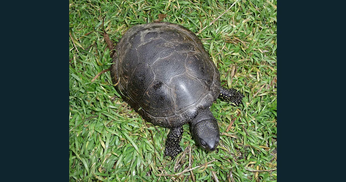 Țestoasă europeană de baltă Emys orbicularis pe un substrat cu vegetație
