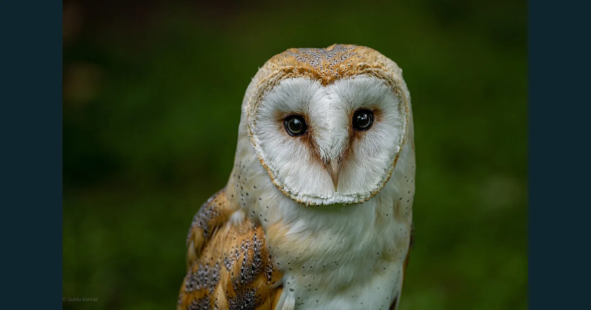 Portret de strigă Tyto alba cu disc facial în formă de inimă