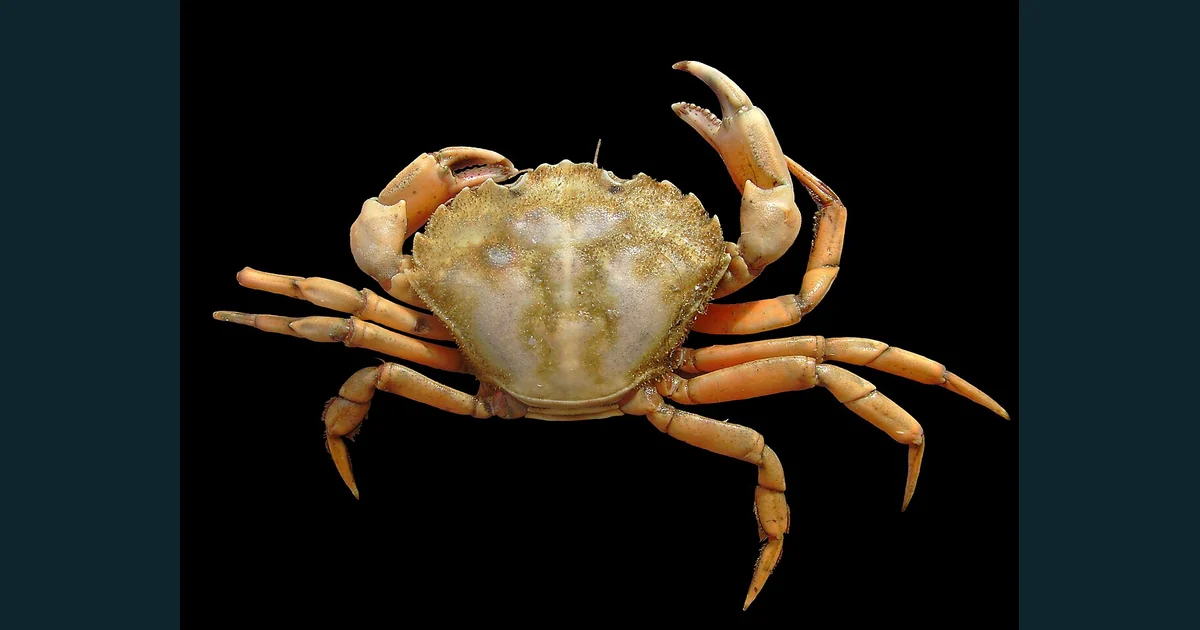 Crab Carcinus maenas cu carapace, picioare articulate și clești