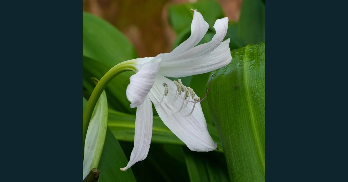 Floare albă de Crinum cu stamine și antere proeminente