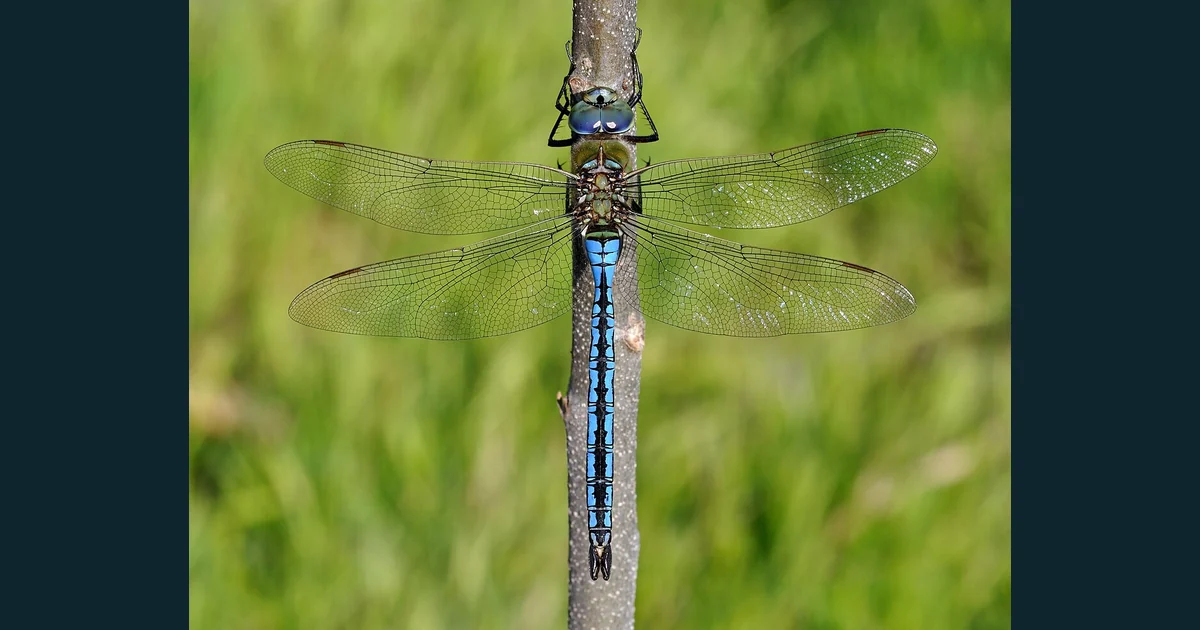 Adult de Anax imperator cu abdomen albastru și aripi transparente