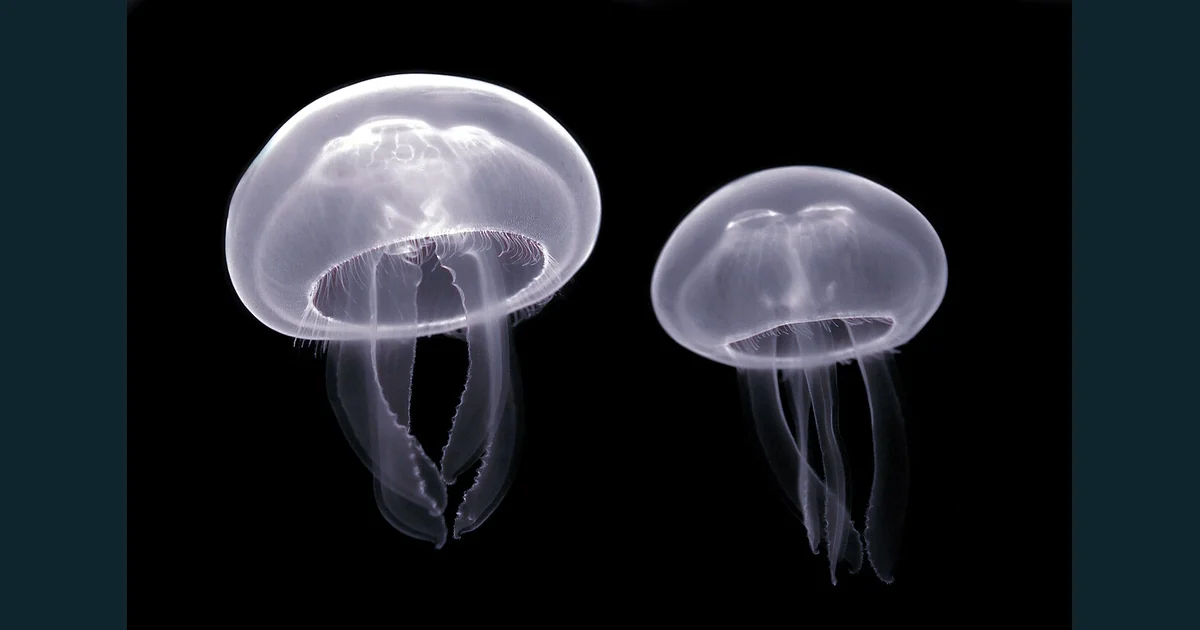 Două meduze translucide de tip Aurelia, fotografiate pe fundal întunecat