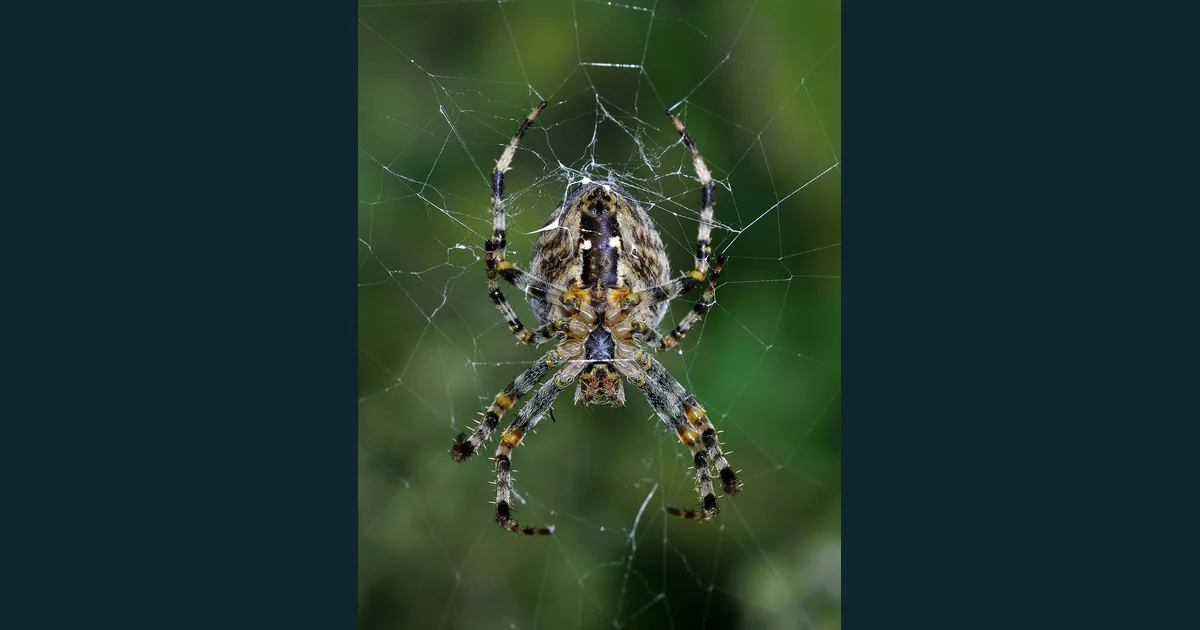 Păianjen Araneus diadematus în centrul unei pânze cu fire radiale