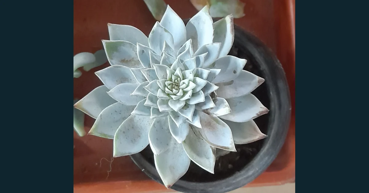 Rozetă de Echeveria cu frunze groase, albăstrui, dispuse compact
