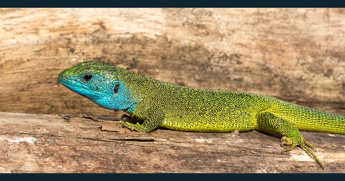 Mascul de gușter Lacerta viridis cu solzi verzi și regiune gulară albastră